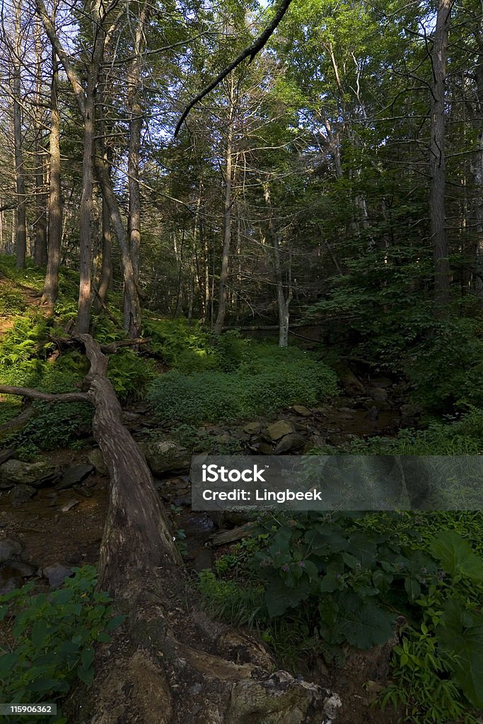 Dark cavo di Skyline drive, da trail, Shenandoah national park - Foto stock royalty-free di Ambientazione esterna