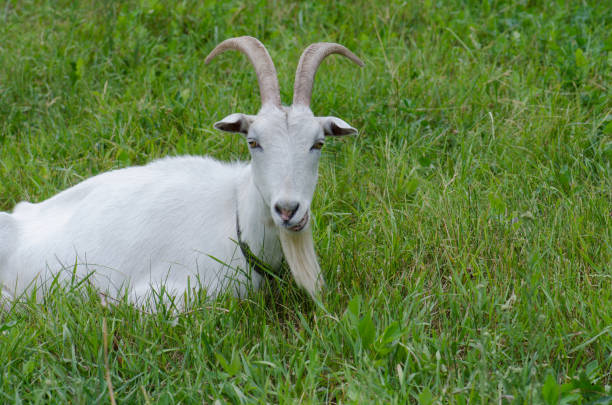 istock White goat in the yard.  Juicy green grass and  goats. 1159063621