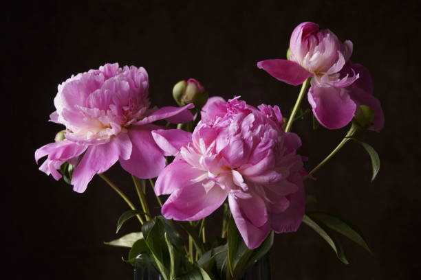 istock Beautiful background with pink peony flowers 1159063649