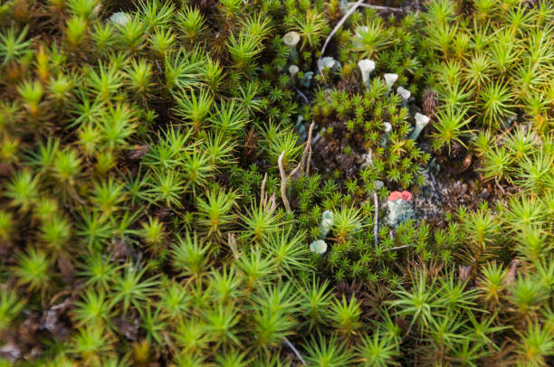 polytrihum ordinaire. mousse verte comme un tapis sur le sol sous les pieds dans la forêt. kukushkin lin en macro - moistness photos et images de collection