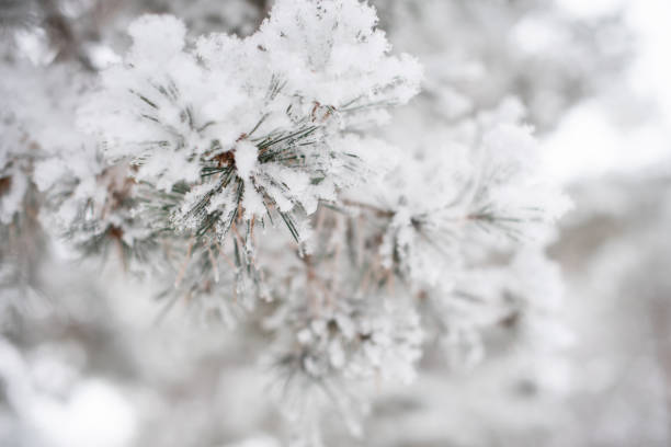 istock Fir branch in the snow 1159063806