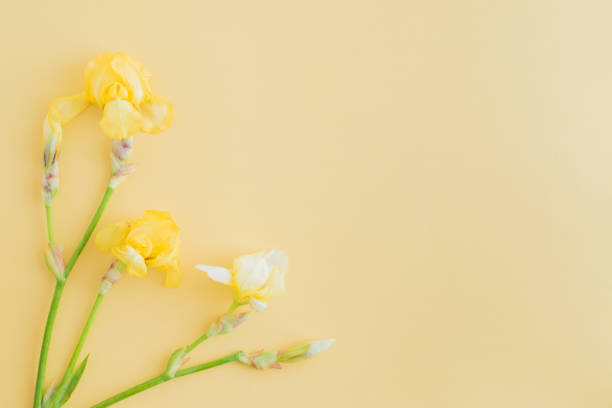 istock Flat lay composition with yellow irises on a yellow background 1159063840