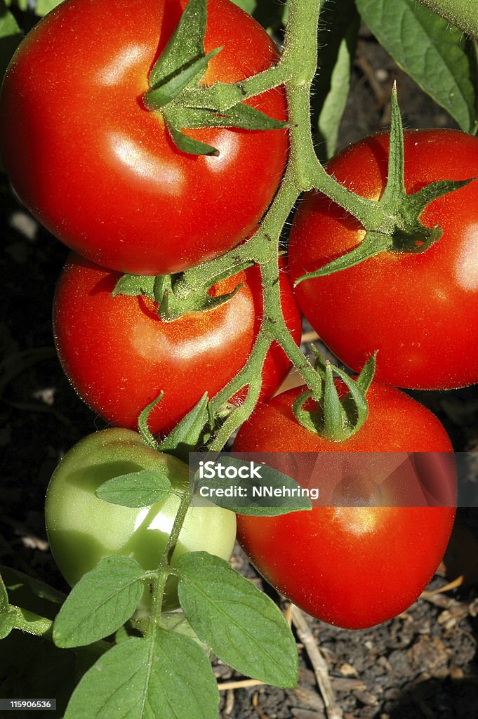 Tomaten, Lycopersicon esculentum, wachsenden auf der vine - Lizenzfrei Farbbild Stock-Foto