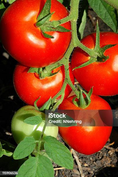 Tomaten Lycopersicon Esculentum Wachsenden Auf Der Vine Stockfoto und mehr Bilder von Farbbild