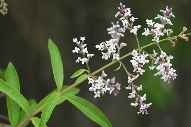 lemon verbena, Aloysia triphylla, branch with leaves and flowers stock photo