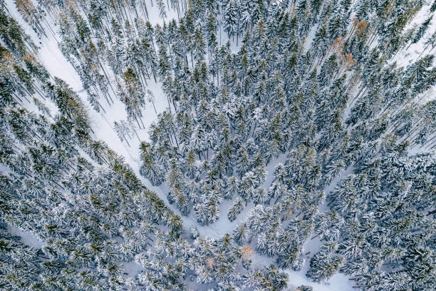 istock Mountain snow covered pine forest, top down aerial view. Winter landscape. 1159065911