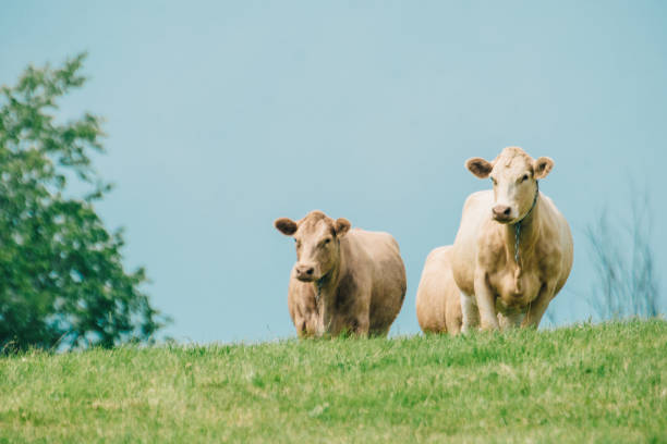丘の上の牛、夏 - cattle cow hill quebec ストックフォトと画像