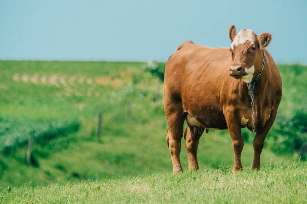 丘の上の牛、夏 - cattle cow hill quebec ストックフォトと画像