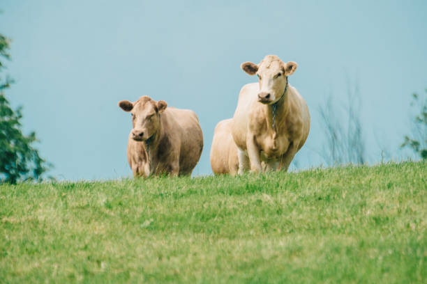 丘の上の牛、夏 - cattle cow hill quebec ストックフォトと画像