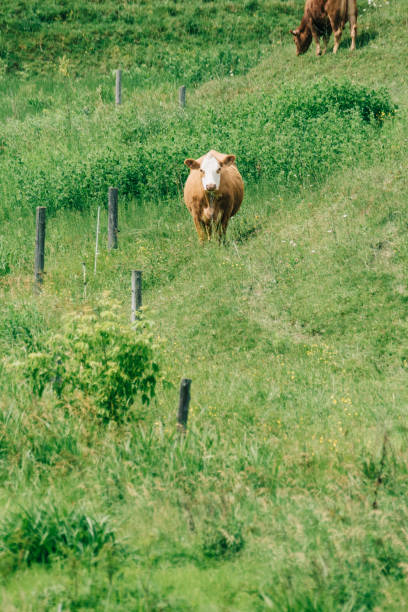 丘の上の牛、夏 - cattle cow hill quebec ストックフォトと画像