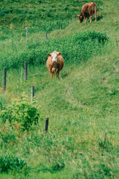 丘の上の牛、夏 - cattle cow hill quebec ストックフォトと画像