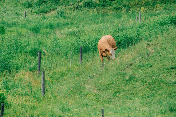 丘の上の牛、夏 - cattle cow hill quebec ストックフォトと画像