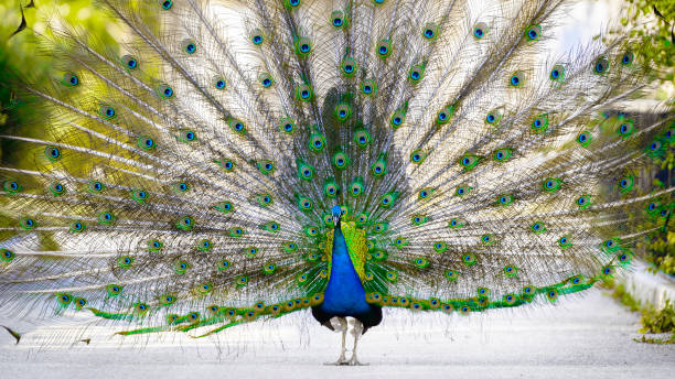 bailando pavo real indio con hermosas plumas - beak biology bird multi colored fotografías e imágenes de stock