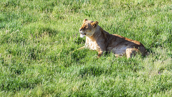 Lioness lying on the grass in summer. View of the green meadow with lonely lioness in sunlight. Wild predatory animal in a safari park.