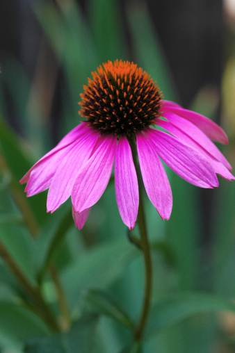 View at a variety of white, yellow and pink coneflowers (echinacea) in full bloom - panorama