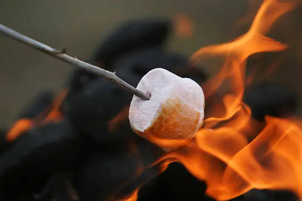 marshmallow on a stick being roasted over a camping fire