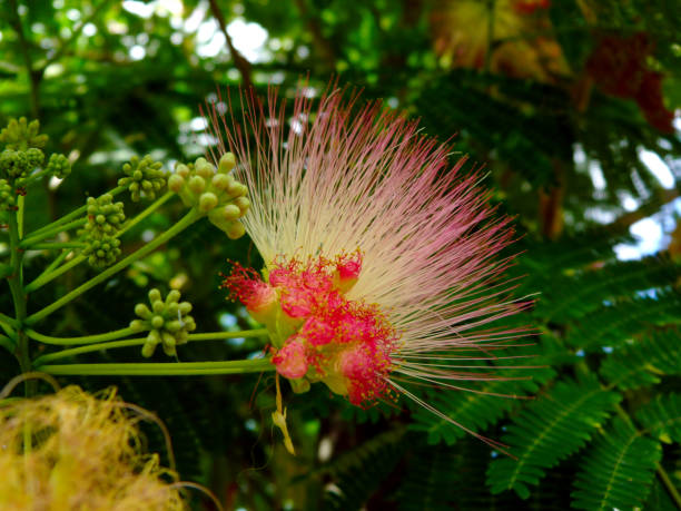 istock Persian silk tree close up with beautiful pink red silky bloom 1159068813
