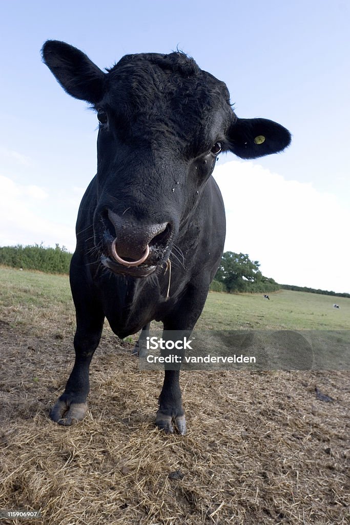 Negro Bull - Foto de stock de Aislado libre de derechos