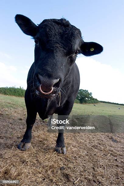 Negro Bull Foto de stock y más banco de imágenes de Aislado - Aislado, Centro del Blanco, Cerca de