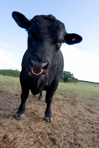 14mm ultra-wide angle lens used - makes you realise how close I was to this bull! (OK, there was a gate in between us.)