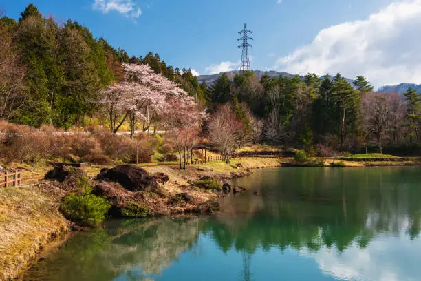 Pink Sakura or Cherry Blossom at pond near Magome-juku, Kiso valley, Nakatsugawa, Gifu Prefecture, Japan. Travel destination in spring and road trip in Central Japan.
