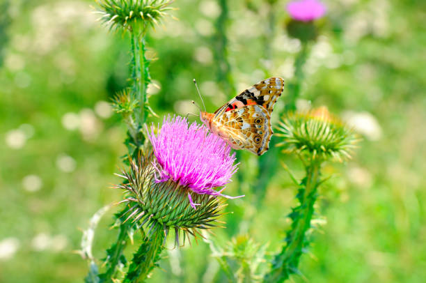 Beautiful butterfly on a pink milk thistle flower.