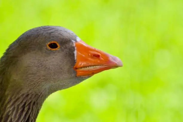 Duck's head on a green meadow