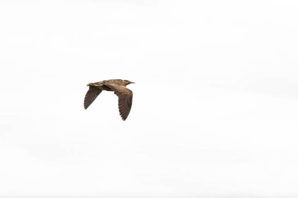 istock Rare Bittern Flying Across the Sky 1159072250