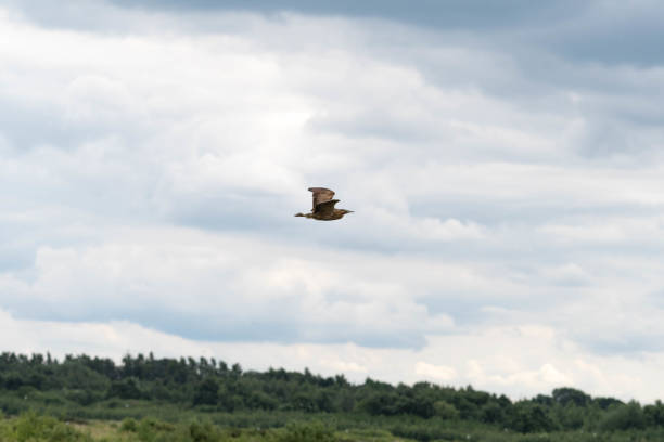 istock Rare Bittern Flying Across the Sky 1159072308