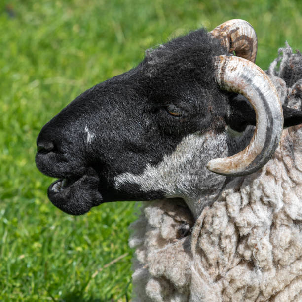 istock Adult Sheep resting on the Grass 1159072313