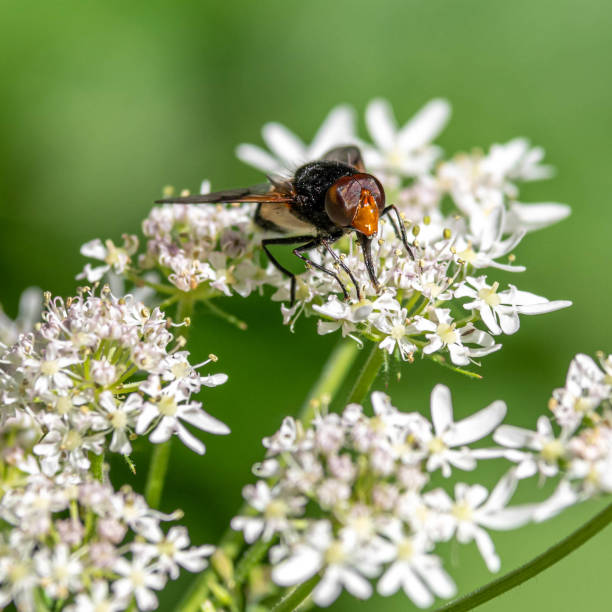 istock Small Bee Collecting Nectar on White Flowers 1159072324