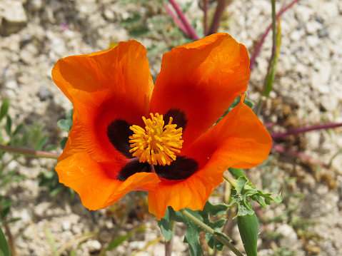 Glaucium corniculatum. Closeup of a red horned-poppy flower bud. Cappadocia, Turkey
