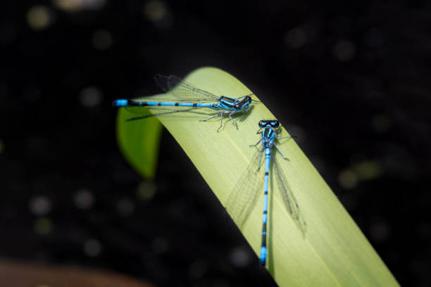 Common Blue Damselfly Resting on a Blade of Grass