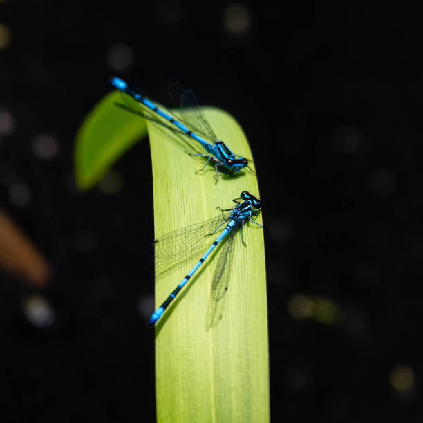 dragonfly close up