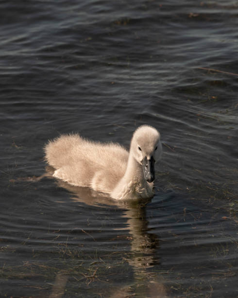 istock Young Cygnet Swans swimming on a Lake 1159072414