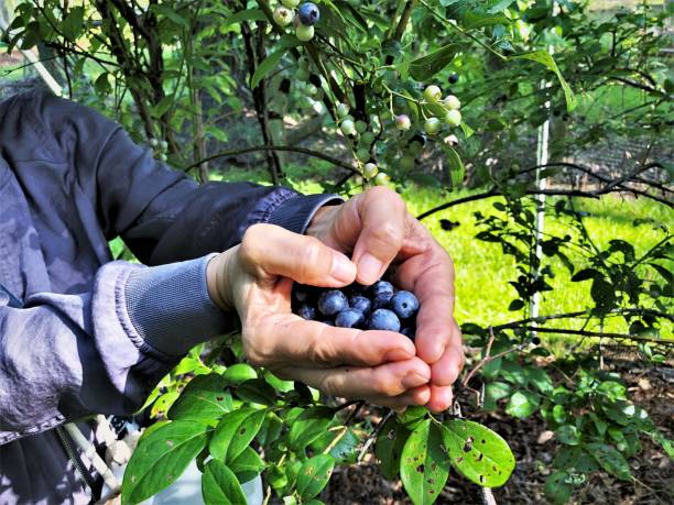 istock Blueberries in female hands as the heart shaped 1159073428