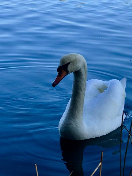 istock Swan of Christiania 1159074203