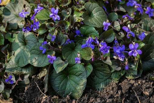 Beautiful Alpine Violet, photographed in spring in a backyard garden.