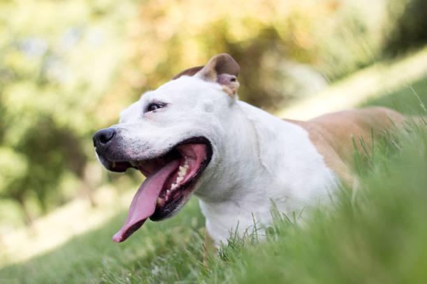 istock Friendly Dog having a big smile 1159074414
