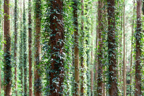 Trees trunks with ivy in a forest. Abstract background