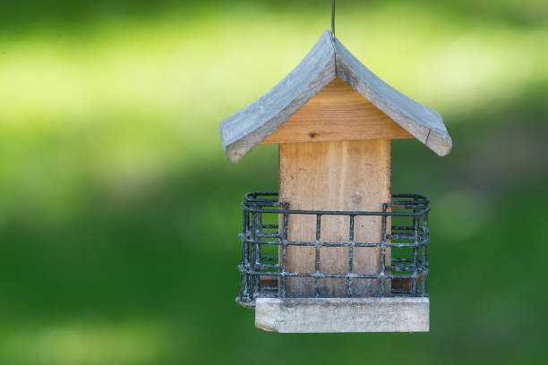 istock Empty used suet bird house bird feeder in backyard with green background 1159075781