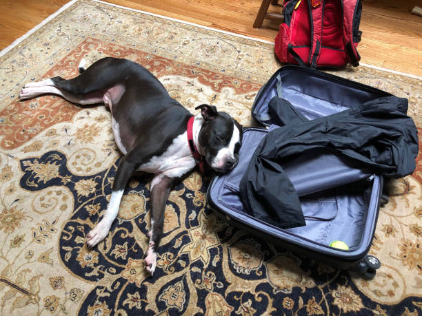 istock Large mixed breed black and white dog - sad with head on suitcase 1159076326