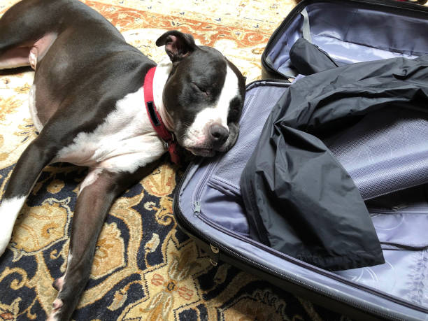 istock Large mixed breed black and white dog - sad with head on suitcase 1159076391