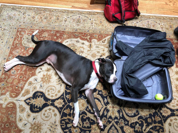 istock Large mixed breed black and white dog - sad with head on suitcase 1159076600