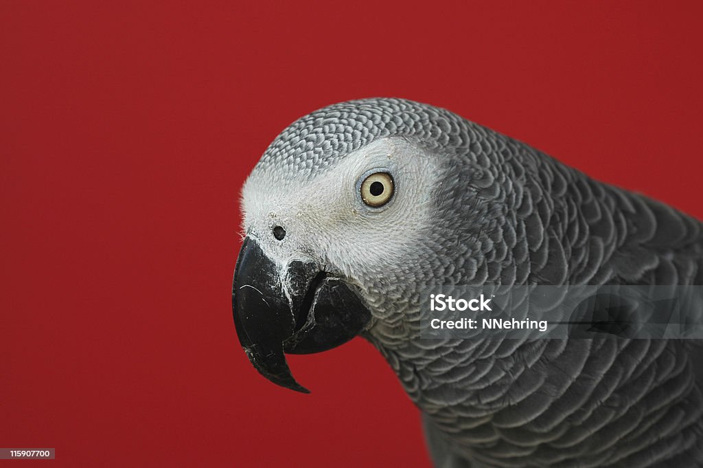 Loro gris africano, Psittacus erithacus, con fondo rojo - Foto de stock de Fondo con color libre de derechos