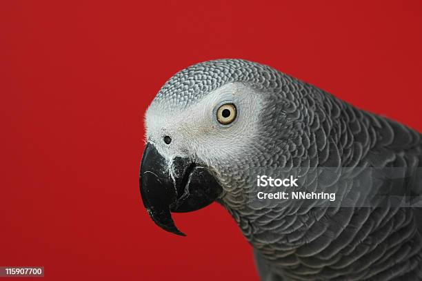 Loro Gris Africano Psittacus Erithacus Con Fondo Rojo Foto de stock y más banco de imágenes de Fondo con color