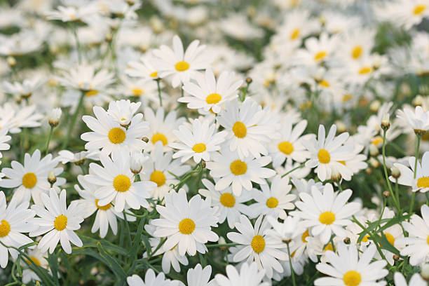istock field of white daisies 115907718