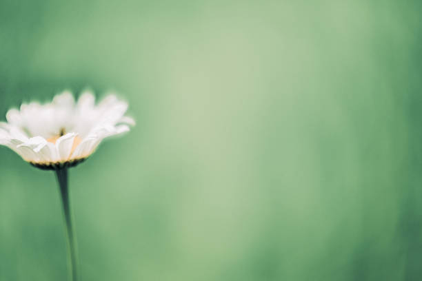 istock Marguerite and insect 1159077451