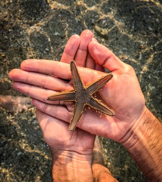 istock Sea Star, Star Fish In the man's hands 1159077606