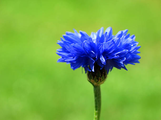 блестящий голубой василек в зеленой зоне. - meadow single flower bud cornflower стоковые фото и изображения